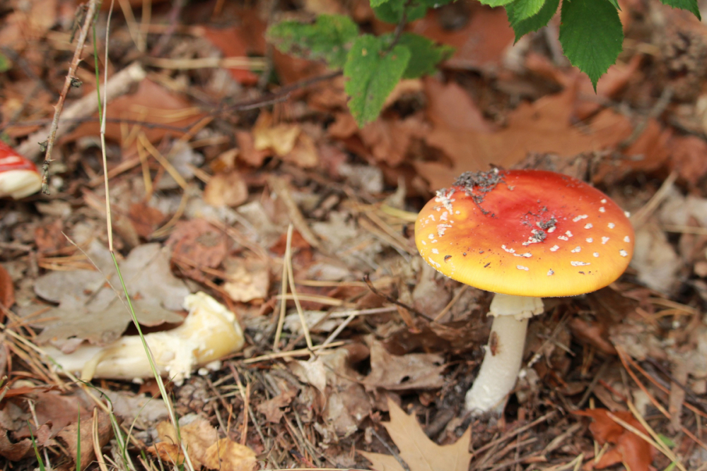 В Липецке зафиксирован смертельный исход от отравления грибами