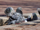 Октябрьский районный суд отменил липчанину штраф за отстрел голубей 