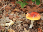 В Липецке зафиксирован смертельный исход от отравления грибами 