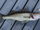 Почти половина речной рыбы Липецкой области кишит паразитами