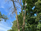 В Липецке начнут вырубать высохшие и больные деревья