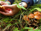В Липецкой области зарегистрирован первый случай отравления грибами