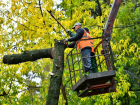 В Липецке уберут 500 старых деревьев