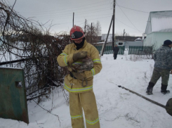 Сотрудники МЧС спасли кота из пожара в Липецкой области