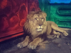 В липецком зоопарке появился новый житель - Принц