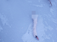 Погиб оставшийся на зимовку в Измалковском районе лебедь