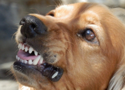 В Грязях агрессивная собака загрызла тойтерьера и напала на 15-летнюю девочку