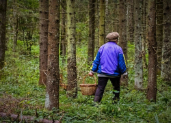 В Липецкой области сотрудники МЧС нашли в лесу потерявшегося грибника 