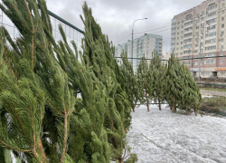 В Липецке началась реализация новогодних елок и сосен 