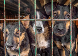 Власти Липецка обеспокоены ростом цены на борьбу с бездомными животными