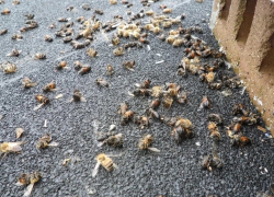 В Елецком районе вновь зафиксировали массовую гибель пчел