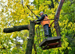 В Липецке уберут 500 старых деревьев