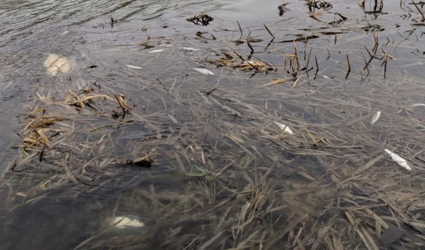 Массовая гибель рыбы под Данковом вызвана сливом стоков