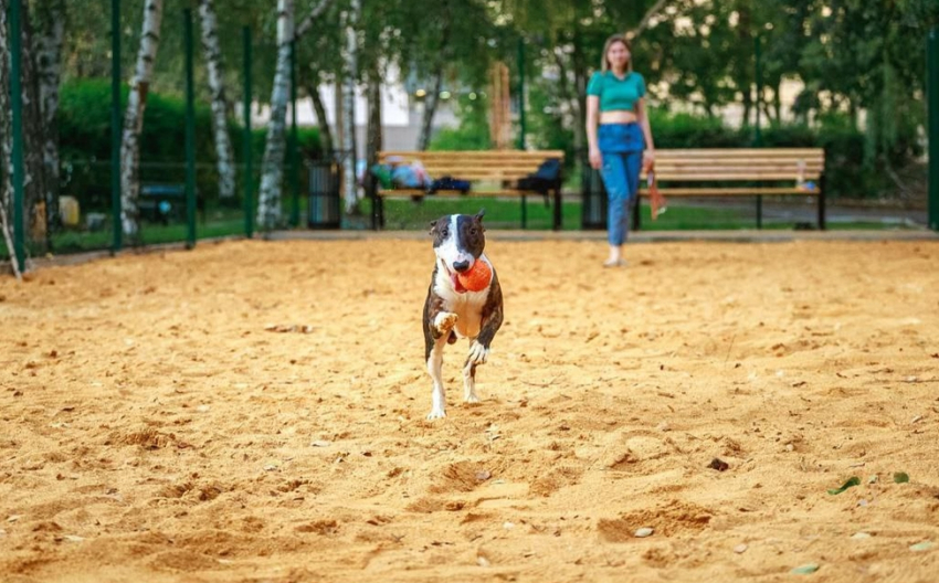 В Липецке неподалеку от «Звездного» открыли площадку для выгула собак
