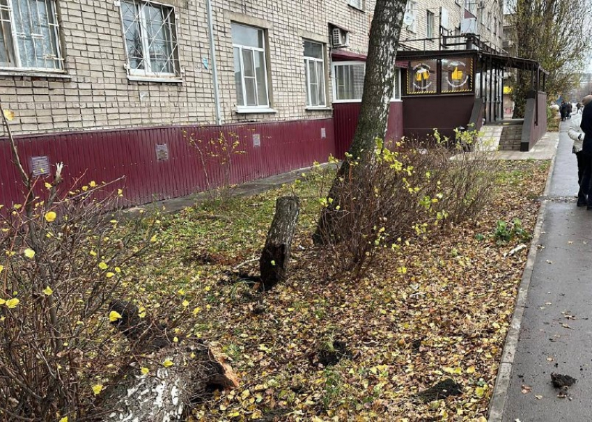 В Липецке упавшее дерево сломало ногу мужчине 