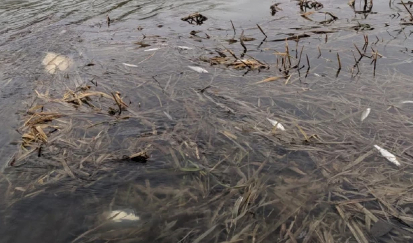 Массовая гибель рыбы под Данковом вызвана сливом стоков